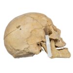 Real Human Skull – 818 g