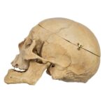 Real Human Skull – 818 g