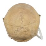 Real Human Skull – 818 g