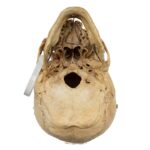 Real Human Skull – 818 g