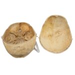 Real Human Skull – 818 g