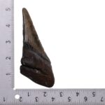 Real Megalodon Tooth – Half – 6.0671 oz