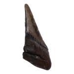 Real Megalodon Tooth – Half – 6.0671 oz