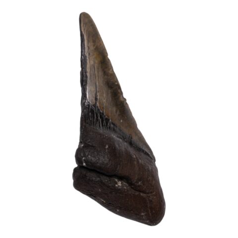 Real Megalodon Tooth - Half - 6.0671 oz