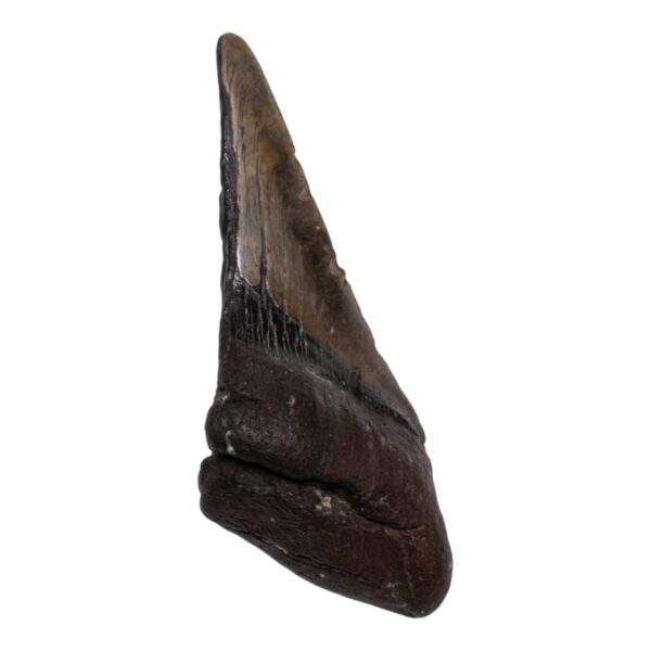 Real Megalodon Tooth – Half – 6.0671 oz