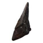 Real Megalodon Tooth – Half – 6.0671 oz