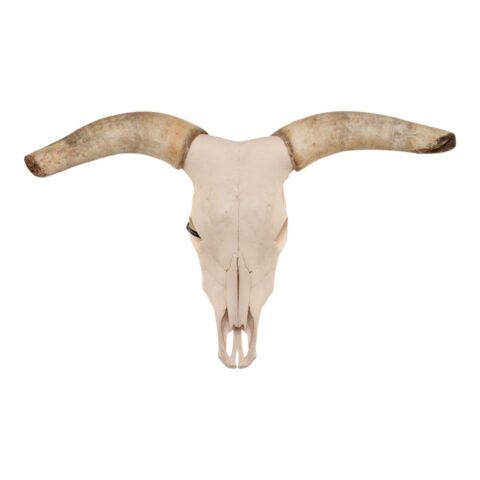 Real Longhorn Skull - 158.0273 oz