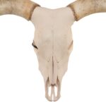 Real Longhorn Skull – 158.0273 oz