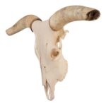 Real Longhorn Skull – 158.0273 oz
