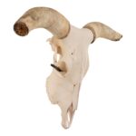 Real Longhorn Skull – 158.0273 oz