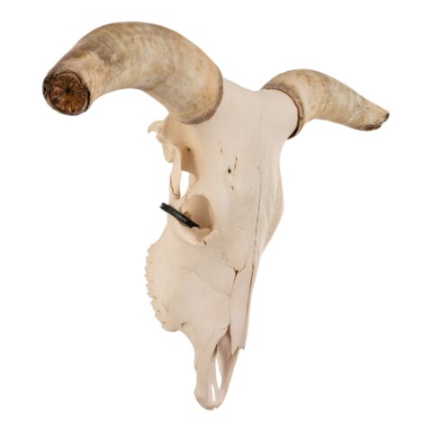 Real Longhorn Skull - 158.0273 oz