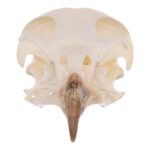 Real European Buzzard Skeleton – Disarticulated