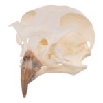 Real European Buzzard Skeleton – Disarticulated