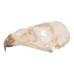 Real European Buzzard Skeleton – Disarticulated