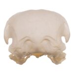 Real European Buzzard Skeleton – Disarticulated