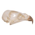 Real European Buzzard Skeleton – Disarticulated