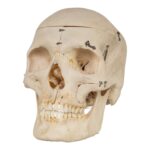 Real Human Skeleton – Disarticulated – 4100 g
