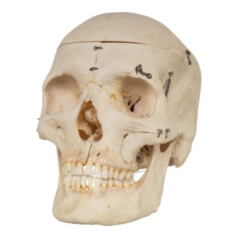Real Human Skeleton - Disarticulated - 4100 g