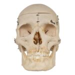 Real Human Skeleton – Disarticulated – 4100 g