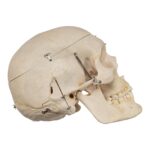 Real Human Skeleton – Disarticulated – 4100 g