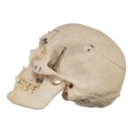 Real Human Skeleton – Disarticulated – 4100 g