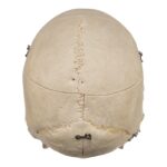 Real Human Skeleton – Disarticulated – 4100 g
