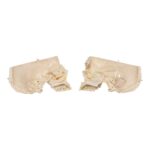 Real Human Skeleton – Disarticulated – 4100 g
