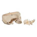 Real Human Skeleton – Disarticulated – 4100 g