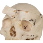 Real Human Skeleton – Disarticulated – 4100 g
