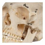 Real Human Skeleton – Disarticulated – 4100 g