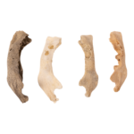 Real Research Quality Human Fetal Half Mandible – Single