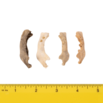 Real Research Quality Human Fetal Half Mandible – Single