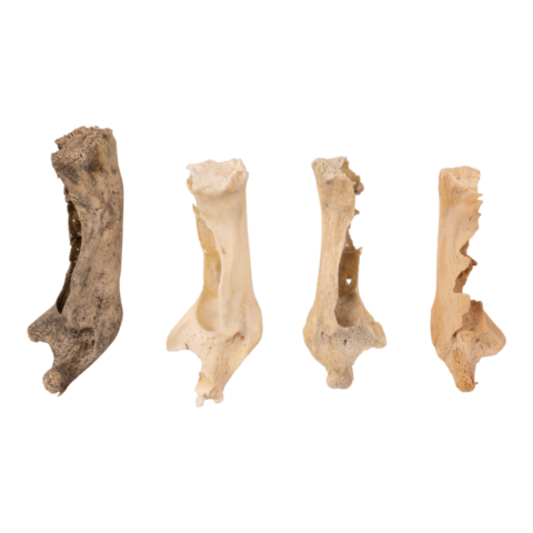 Real Research Quality Human Fetal Half Mandible - Single