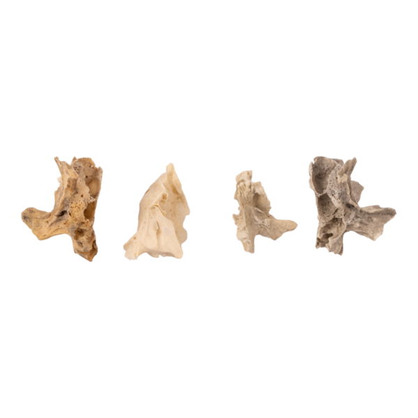 Real Research Quality Human Fetal Half Maxilla – Single