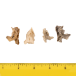 Real Research Quality Human Fetal Half Maxilla – Single