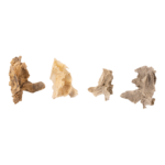 Real Research Quality Human Fetal Half Maxilla – Single