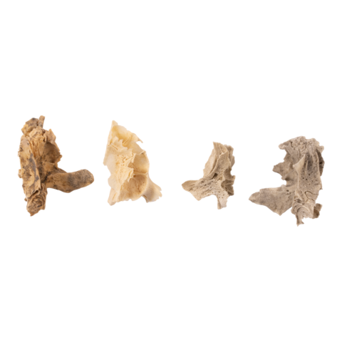 Real Research Quality Human Fetal Half Maxilla - Single
