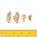 Real Research Quality Human Fetal Petrous – Single