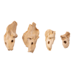 Real Research Quality Human Fetal Petrous – Single