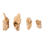 Real Research Quality Human Fetal Petrous – Single