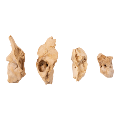 Real Research Quality Human Fetal Petrous - Single