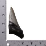 Real Megalodon Tooth – Half – 2.3986 oz