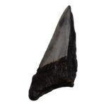 Real Megalodon Tooth – Half – 2.3986 oz