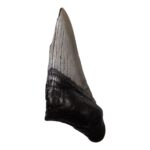 Real Megalodon Tooth – Half – 2.3986 oz