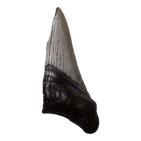 Real Megalodon Tooth - Half - 2.3986 oz