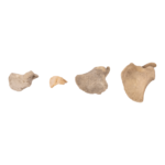 Real Research Quality Human Fetal Scapula – Single