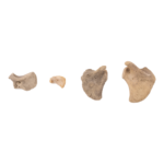 Real Research Quality Human Fetal Scapula – Single