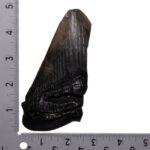 Real Megalodon Tooth – Half – 8.0425 oz