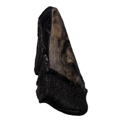 Real Megalodon Tooth - Half - 8.0425 oz