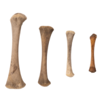 Real Research Quality Human Fetal Femur – Single